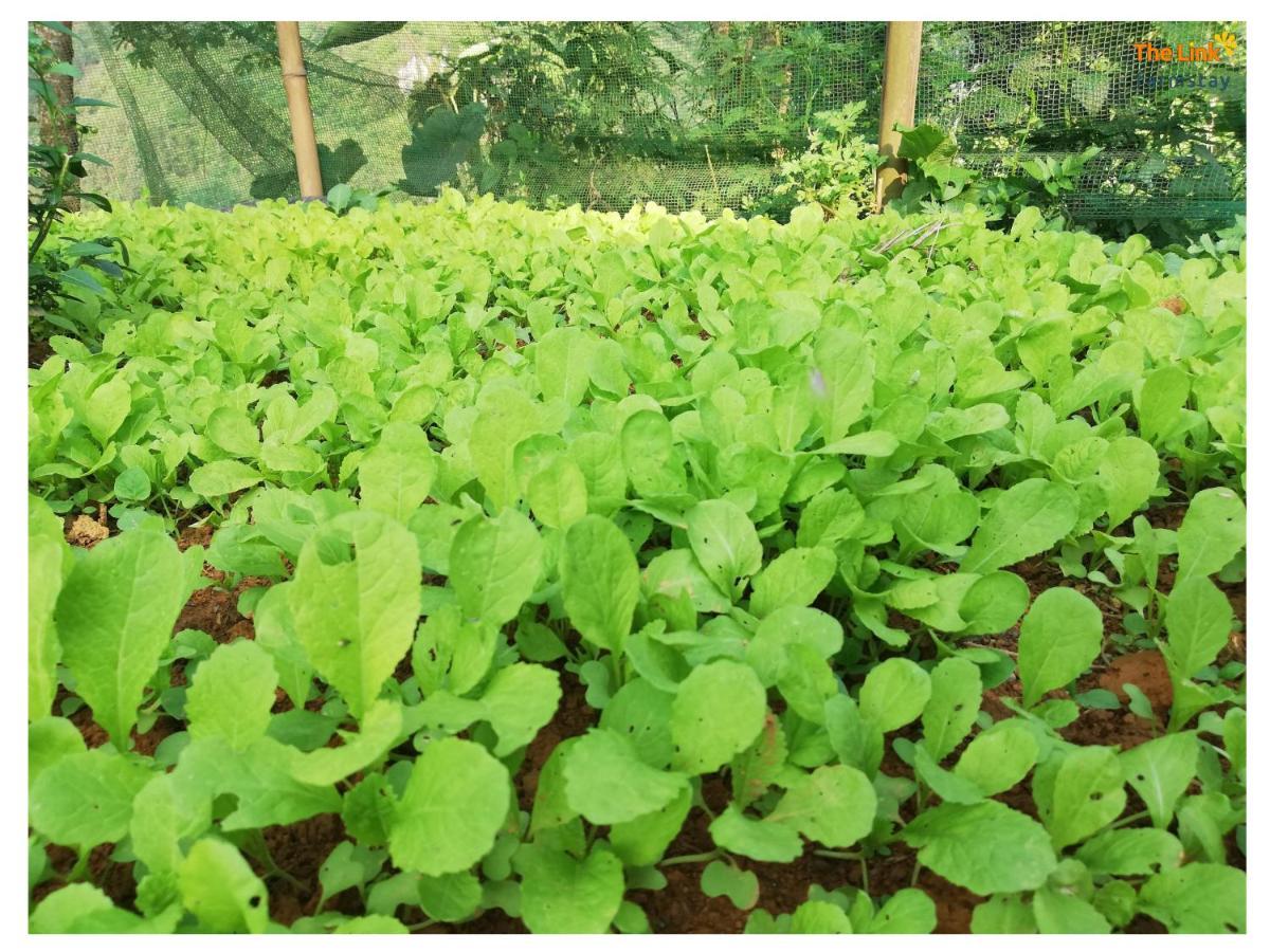 The Link Farmstay Шапа Екстер'єр фото